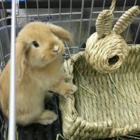 しろっぷ。さん