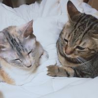 ひまわり畑 会員画像