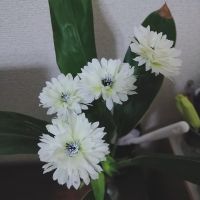 わかもと 会員画像