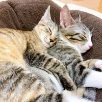 こあにゃこ 会員画像