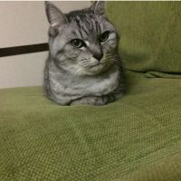 りんっくま、 会員画像