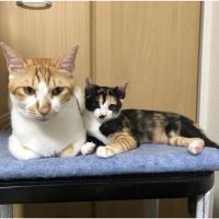 ねこぎ 会員画像