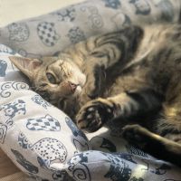 ねこだいすきくらぶ 会員画像