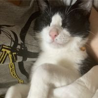コテツコムギさん