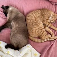 みらちょこもっち 会員画像