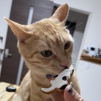 しょうま 会員画像