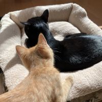 またたびホタテさん