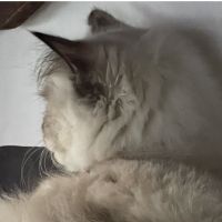 Ak_HZN(猫廃人) 会員画像