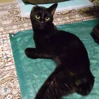 ごまみーさん