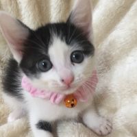 ねこパラさん