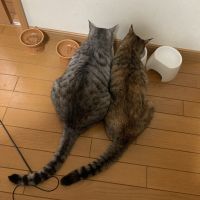 ねこパラ 会員画像