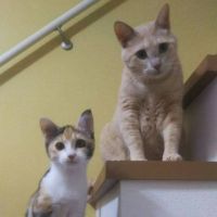 ONEラブ 会員画像