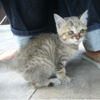 にゃぽりん 会員画像