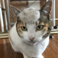 めひかりさん