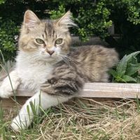 猫アレルギーだけど猫大好き 会員画像