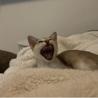 ぷちぷちぽちさん