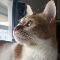 しきねこさん