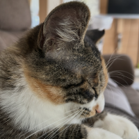 ねこばなしさん