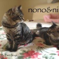 ハッピーネコパンチ 会員画像