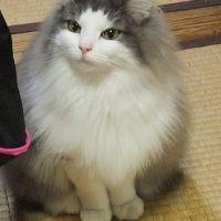 ゆいは 会員画像