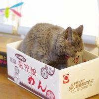スルメ 会員画像