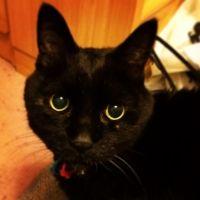 ニャンコ先生と社畜 会員画像