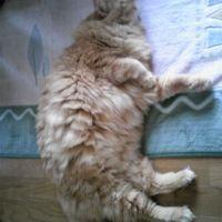 イースト一家 会員画像