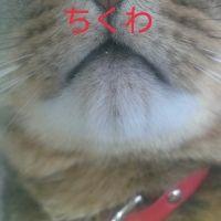 きなこmama 会員画像
