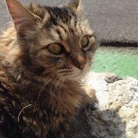 ニャンコのオカン 会員画像