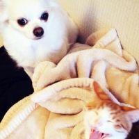 catnip0920 会員画像