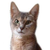 ちねこ