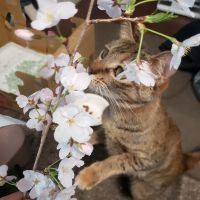 うさりん 会員画像