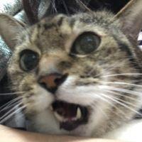 アママキ 会員画像