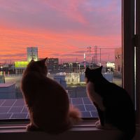 クロタンママ 会員画像