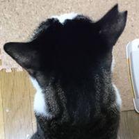 ニャタロウ 会員画像