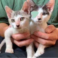 U+MEさん