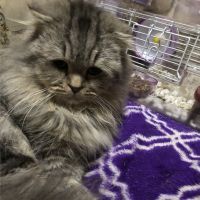 るいにゃんA 会員画像