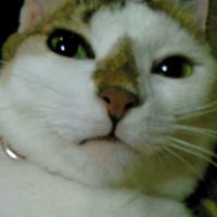 ねこじるだんご 会員画像