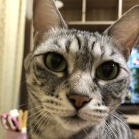ねこじゃらし1号 会員画像