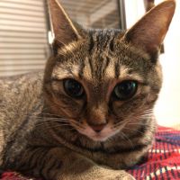 Neko商店さん