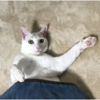 ミミベベ太郎 会員画像