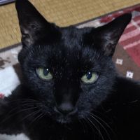 まゆごんてん 会員画像