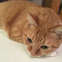 よもぎんさん