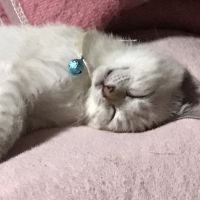 ヒビキ 会員画像