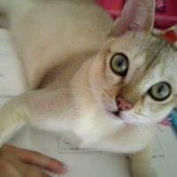 cococ5 会員画像