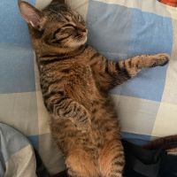 ねこ次 会員画像