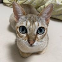 miyuchanpe 会員画像