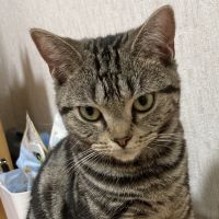 あめのあさん