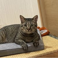 ウタにゃん 会員画像