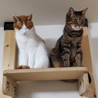 レクス 会員画像